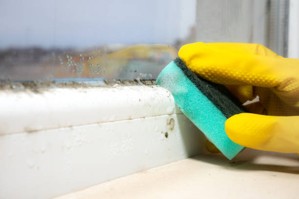 Best Attic Mold Remediation in Karns, TN