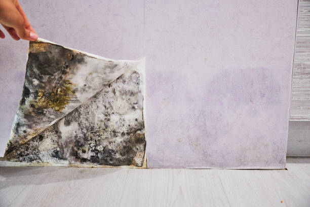 Best Post-Flood Mold Remediation in Karns, TN
